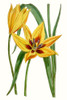 Curtis Tulips VI Poster Print - Curtis