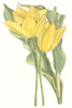 Curtis Tulips II Poster Print - Curtis
