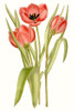 Curtis Tulips VII Poster Print - Curtis