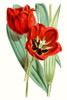Curtis Tulips V Poster Print - Curtis