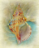 Aquatica I Poster Print - Steve Hunziker