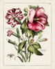 Pink Hibiscus Poster Print - Unknown