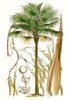 Curtis Palms I Poster Print - Curtis