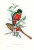 Tropical Trogons V Poster Print - John Gould