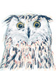 Funky Owl Portrait II Poster Print - June Erica Vess