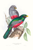 Tropical Trogons III Poster Print - John Gould
