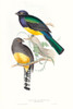 Tropical Trogons II Poster Print - John Gould
