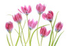 Tulip Blush Poster Print - Mandy Disher