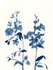 Indigo Wildflowers III Poster Print - Jennifer Goldberger