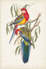 Tropical Parrots IV Poster Print - John Gould