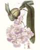 Lavender Beauties V Poster Print - Edwards