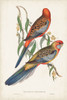 Tropical Parrots II Poster Print - John Gould