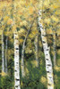 Birch Treeline III Poster Print - Jade Reynolds