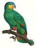 Parrot of the Tropics I Poster Print - Barraband