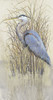 Wading II Poster Print - Tim OToole