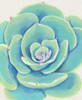 Pastel Succulent IV Poster Print - Tim OToole