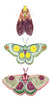 Moth Fairies I Poster Print - Grace Popp