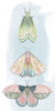Jeweled Fairies II Poster Print - Grace Popp
