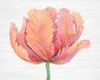 Single Pink Bloom I Poster Print - Tim OToole