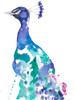 Peacock Splash II Poster Print - Jennifer Goldberger