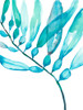Watercolor Kelp II Poster Print - Jennifer Goldberger