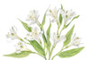 Alstroemeria Poster Print - Mandy Disher