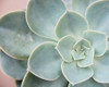 Succulent Glow III Poster Print - Jason Johnson