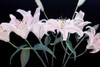 Dramatic Lilies Poster Print - Sandra Iafrate