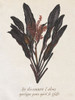 Seaweed Study I Poster Print - Melissa Wang