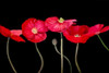 Dramatic Poppies Poster Print - Sandra Iafrate