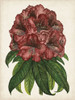 Rhododendron Study I Poster Print - Melissa Wang