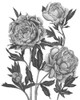 Flowers in Grey V Poster Print - Melissa Wang