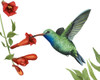 Hummingbird and Flower I Poster Print - Grace Popp