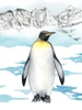 Arctic Animal I Poster Print - Grace Popp