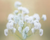 Babys Breath Study I Poster Print - James McLoughlin
