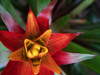 Bromeliad Burst II Poster Print - Jason Johnson