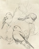 Vintage Songbird Sketch II Poster Print - June Erica Vess