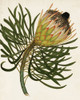 Antique Protea III Poster Print - Unknown