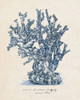 Sea Coral Study IV Poster Print - Melissa Wang