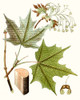 Maple Leaves III Poster Print - Unknown