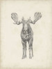 40x30 Custom Moose Study Poster Print - Ethan Harper