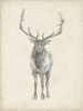 40x30 Custom Elk Study Poster Print - Ethan Harper