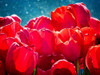 Fuchsia Tulips II Poster Print - Rachel Perry