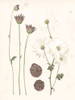 Pressed Blooms IV Poster Print - Grace Popp