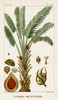 Turpin Exotic Palms VI Poster Print - Turpin