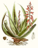 Antique Aloe I Poster Print - Unknown