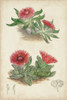 Antique Cactus V Poster Print - Curtis