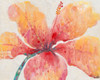 Blooming Hibiscus Poster Print - Tim OToole