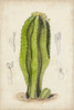 Antique Cactus VI Poster Print - Curtis