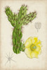 Antique Cactus I Poster Print - Curtis